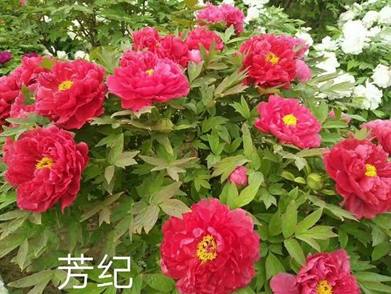 觀賞牡丹