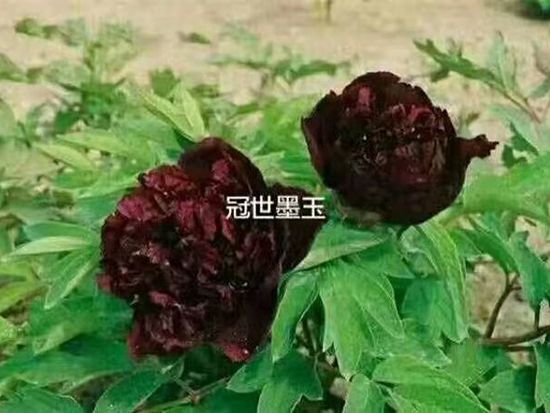 觀賞牡丹
