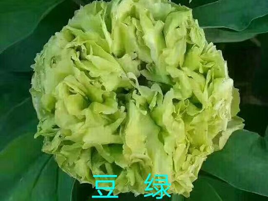 觀賞牡丹