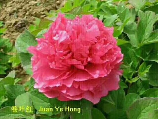 觀賞牡丹