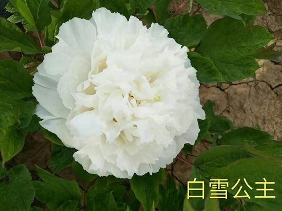 觀賞牡丹