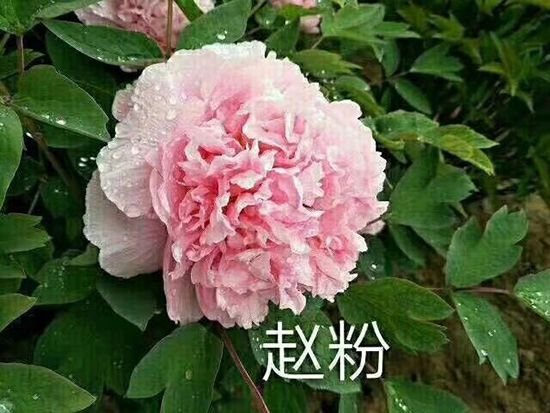 觀賞牡丹