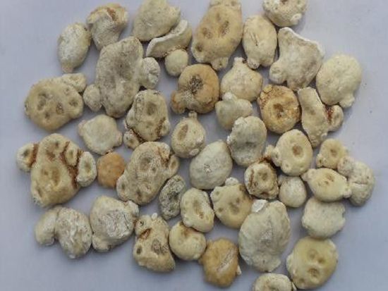 怎樣購(gòu)買中藥材種子