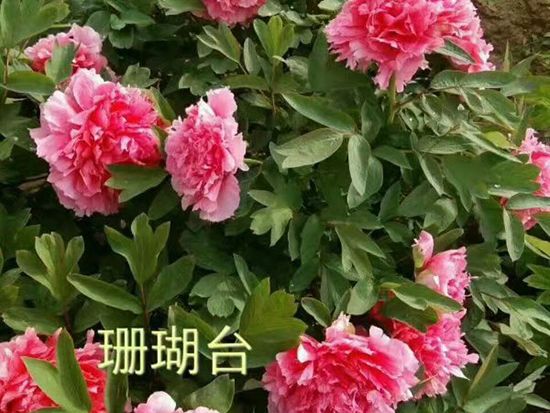 觀賞牡丹