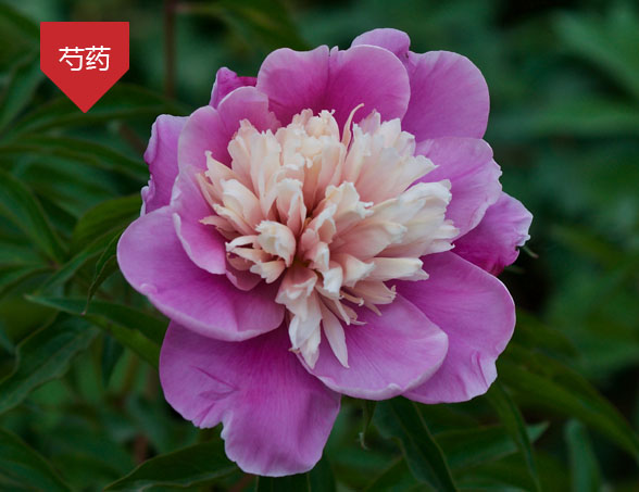 芍藥
