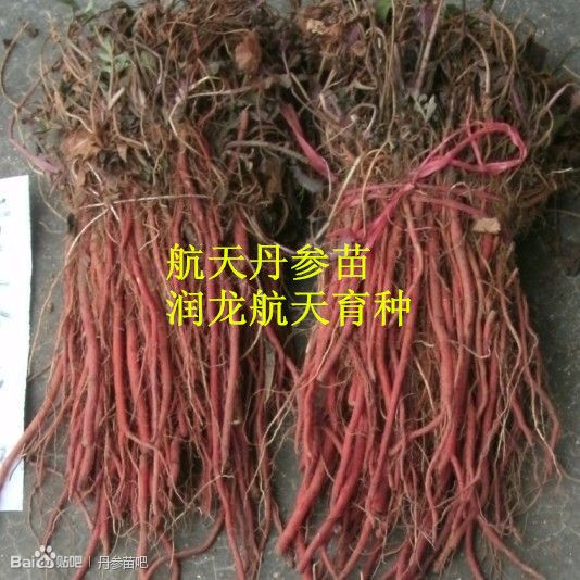 供應(yīng)丹參苗-航天丹參苗-山東丹參苗-產(chǎn)品負(fù)責(zé)回收