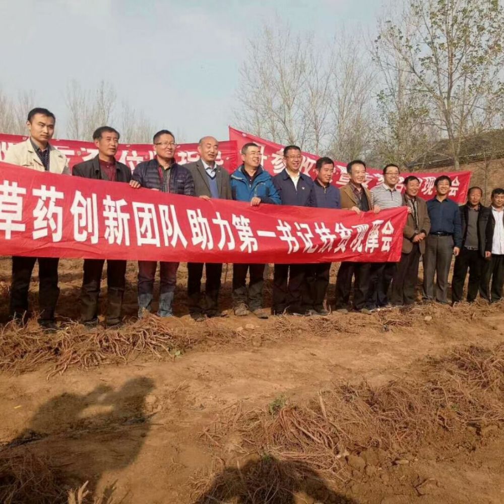 供應(yīng)丹參苗-航天丹參苗-山東丹參苗-產(chǎn)品負(fù)責(zé)回收