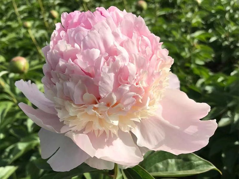 芍藥鮮切花