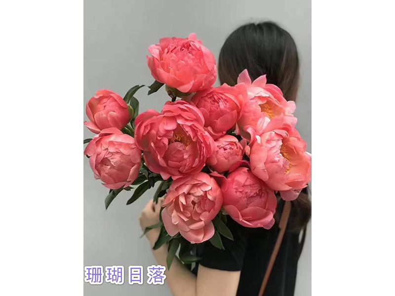 切花芍藥-珊瑚品種