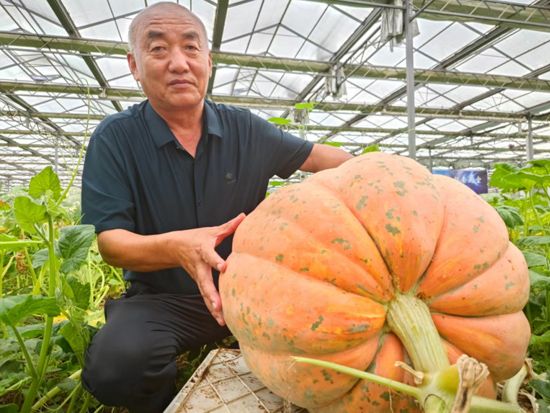 菏澤航天育種結(jié)出累累碩果！南瓜重達(dá)百斤，芝麻比姚明還高