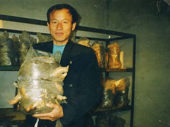 山區(qū)種植天麻可以嗎